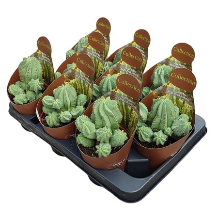 Euphorbia Fruticosa Inermis Potcover