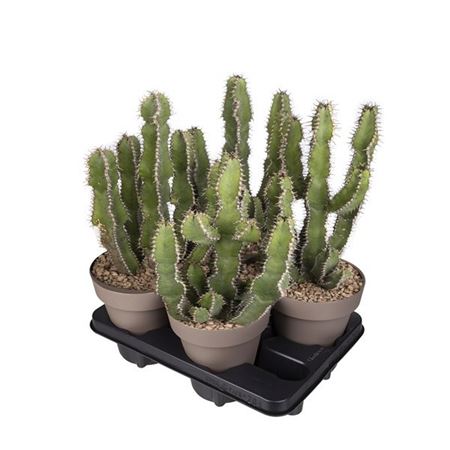 Euphorbia Polyacantha Potcover
