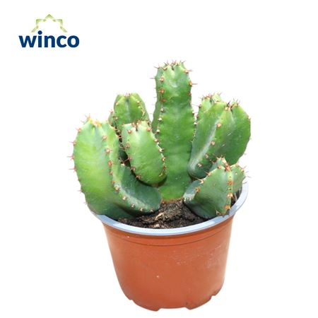 Euphorbia Resinifera