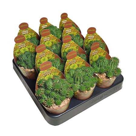 Euphorbia Susannae Potcover