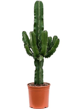 Euphorbia Erytrea