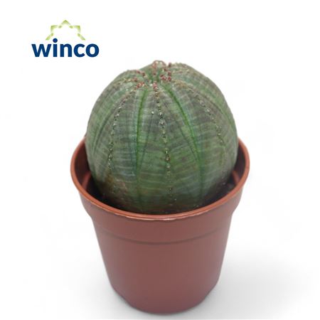 Молочай Обеса (маленький)