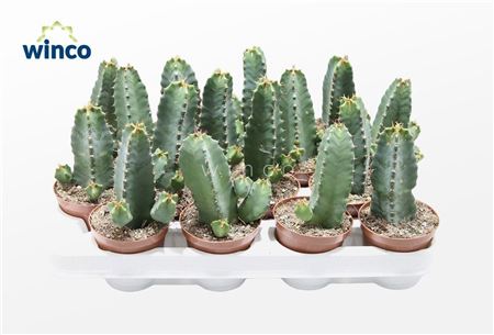 Euphorbia Resinifera