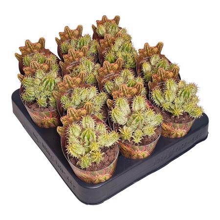 Euphorbia Aggregata Variegata Potcover