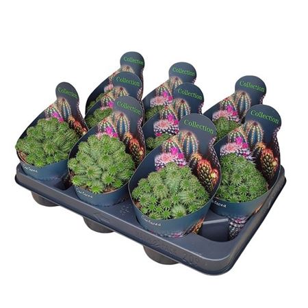 Euphorbia Susannae Potcover