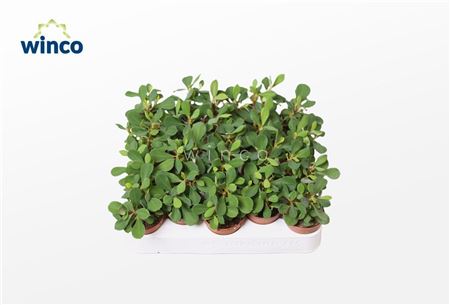 Молочай Милли