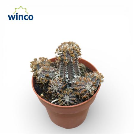 Euphorbia Philipsioides