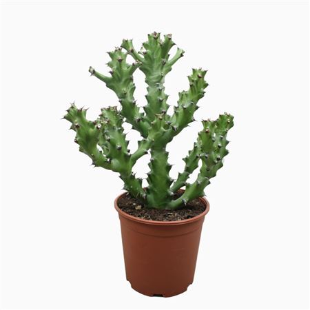 Euphorbia Maurentania