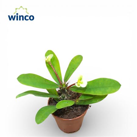 Молочай Милли Белый Цветок