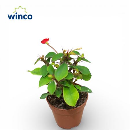 Молочай Милли Красный Цветок