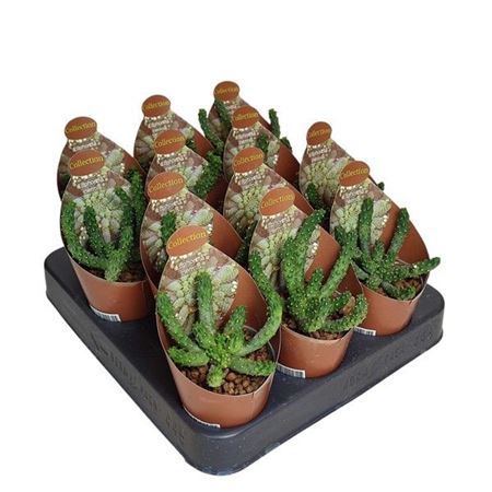 Euphorbia Inermis Potcover