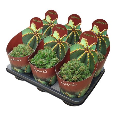 Euphorbia Susannae Potcover