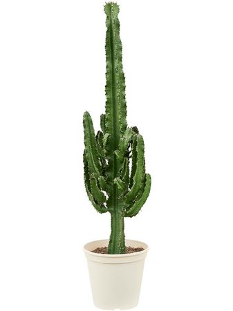 Euphorbia Erytrea