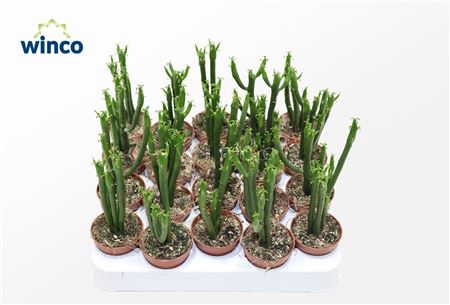 Euphorbia Leucodendron