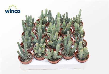 Euphorbia Debilispina