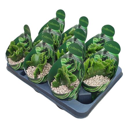 Euphorbia Leucodendron Crestata Potcover