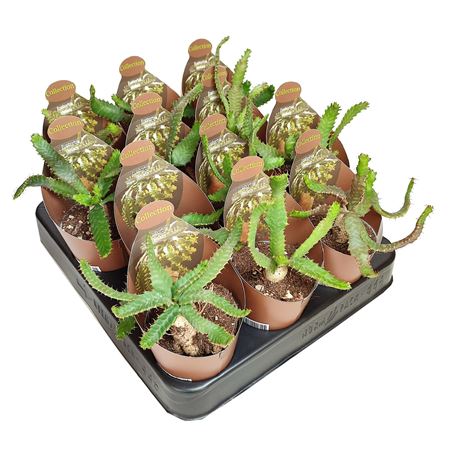 Euphorbia Stellata Potcover
