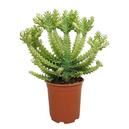 Euphorbia Mayurnathanii Variegata