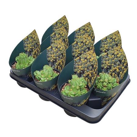 Euphorbia Frankii Potcover