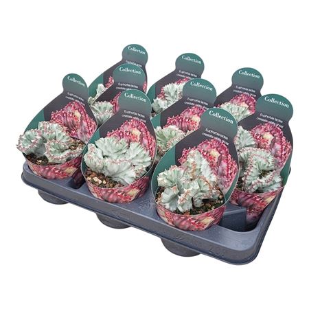 Euphorbia Lactea Crestata White Ghost Potcover