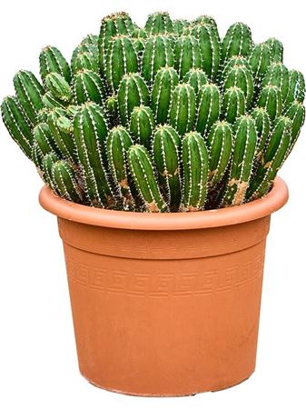 Euphorbia Echinus