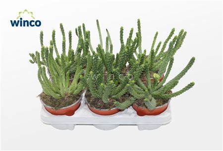 Euphorbia Inermis