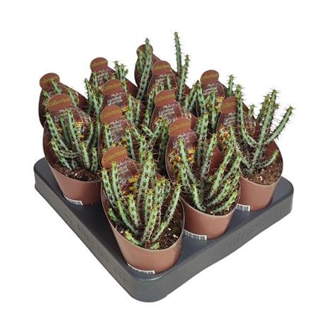 Euphorbia Aeruginosa Potcover