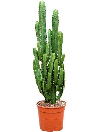 Euphorbia Erytrea
