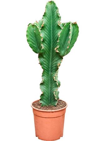 Euphorbia Erytrea