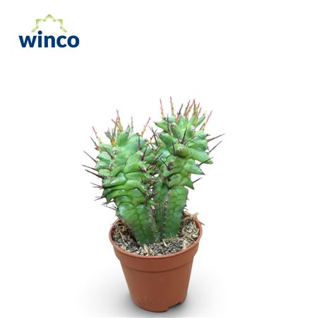 Euphorbia Horrida Monstruosa