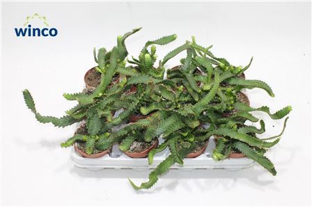 Euphorbia Stellata
