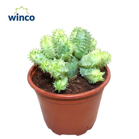 Euphorbia Pseudoglobosa Variegata
