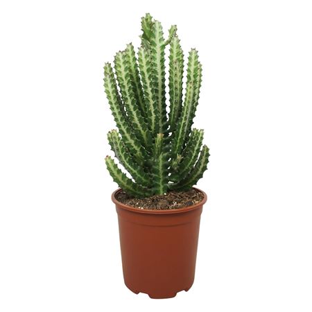 Euphorbia Lactea 24 Cm