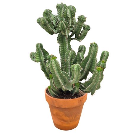 Euphorbia Cooperi 43 Cm