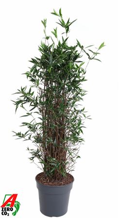 Drac Surculosa Bush