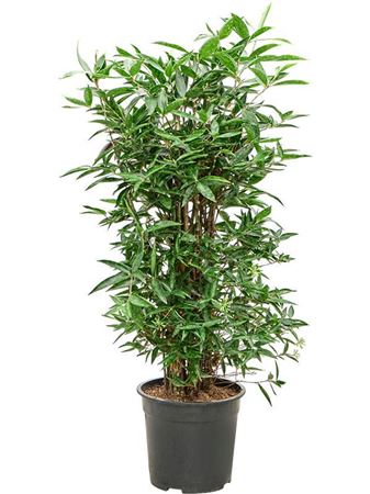 Dracaena Surculosa Cantik