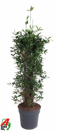 Drac Surculosa Bush