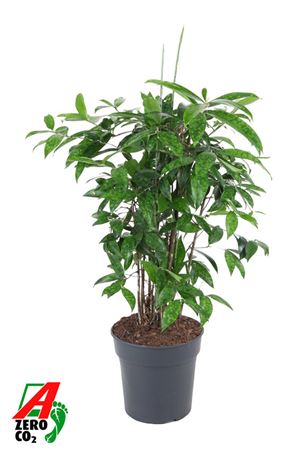 Dracaena Surculosa Bush