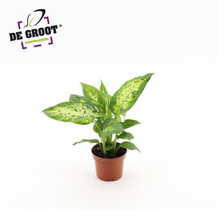 Dieffenbachia Compacta