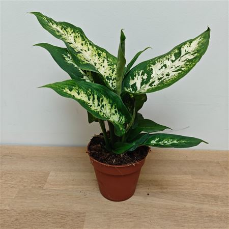 Dieffenbachia Compacta