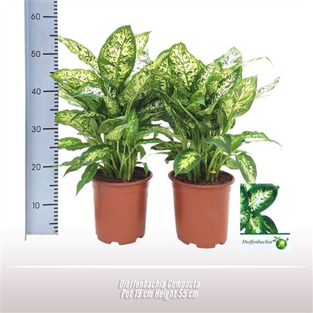 Dieffenbachia Compacta