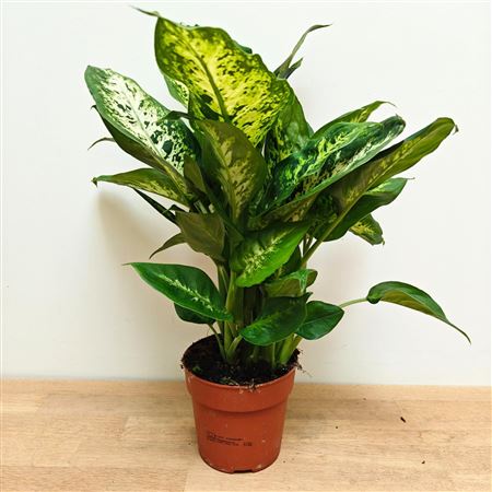 Dieffenbachia Compacta