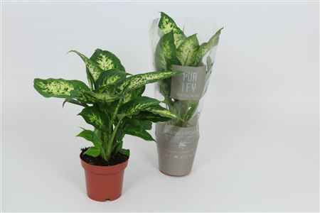 Dieffenbachia Compacta
