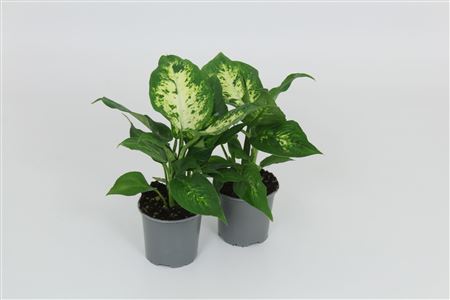 Dieffenbachia Compacta