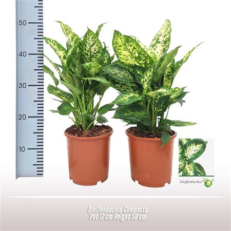Dieffenbachia Compacta