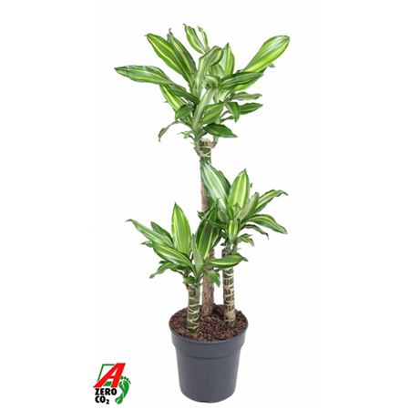 Drac Silver Dream 60-30-15