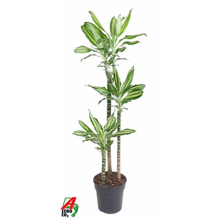 Drac Silver Dream 90-60-30