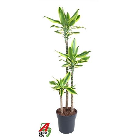 Drac Lemon Dream 90-60-30