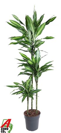 Dracaena Silindo 90-60-30