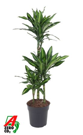 Dracaena Silindo 60-30-15